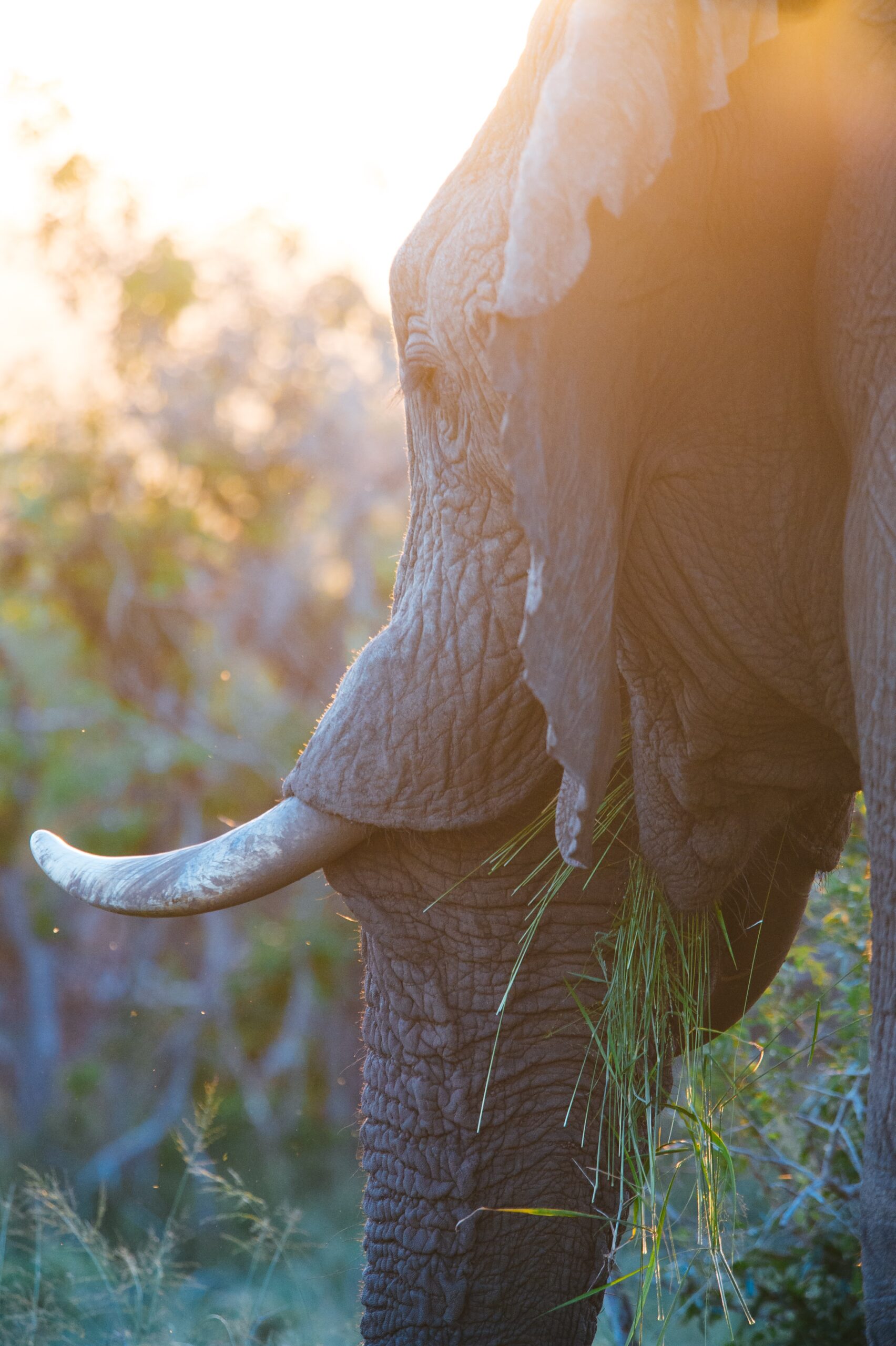 Trailhead Adventure - Botswana